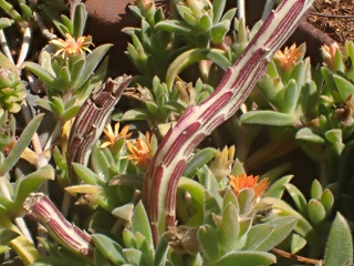 PA256380a.jpg